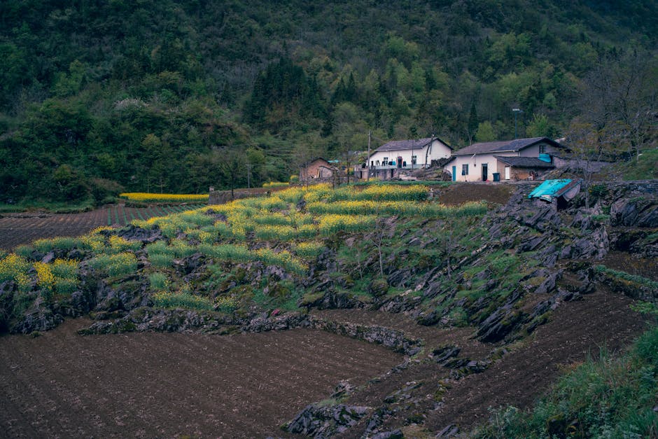 A rural landscape showing a hillside with terraced farmland and residential buildings at the top. The terraces are lined with yellow flowering plants and patches of green grass, separated by stone walls and rocky outcrops. In the foreground, there is freshly tilled brown soil, indicating recent work or preparation for planting. The houses at the top are modest, with one having a small balcony, and are surrounded by trees and shrubs. A narrow pathway or driveway runs alongside the property. The scene is illuminated by natural daylight, highlighting the textures of the rocks, soil, and vegetation. This setting reflects a typical countryside environment where home relocation or furniture transport services, such as those provided by Man with Van Grange Park, may operate to assist with house removals or moving logistics in rural areas.
