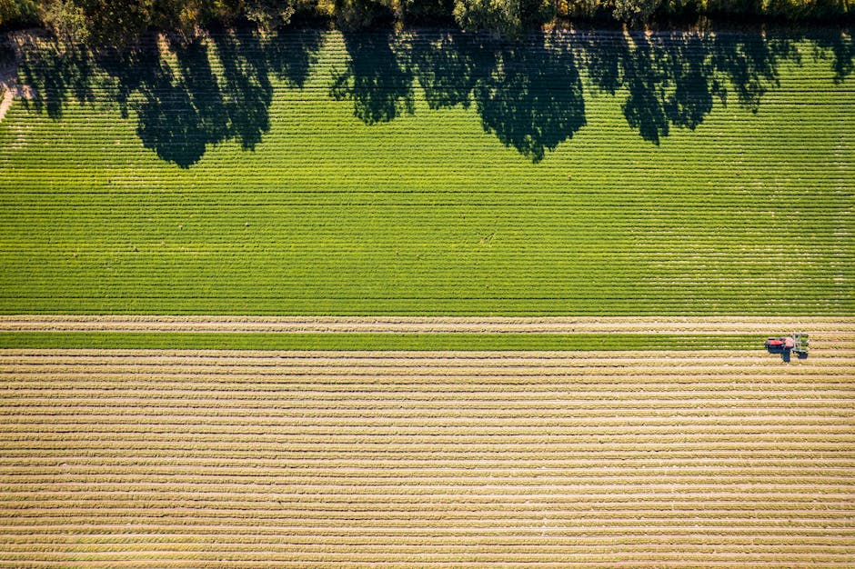An aerial view shows a rural landscape with a green field featuring evenly spaced rows of crops at the top, casting shadows from nearby trees. Below, there is a field with light-colored, freshly cultivated soil in parallel lines. A red tractor is visible on the right side of the image, moving along a narrow dirt path that separates the two fields. The scene is illuminated by natural daylight, highlighting the textures of the farmland and the orderly planting patterns. This image relates to house removals and moving services, suggesting logistical planning and transportation of household items across rural environments, as coordinated by Man with Van Grange Park.